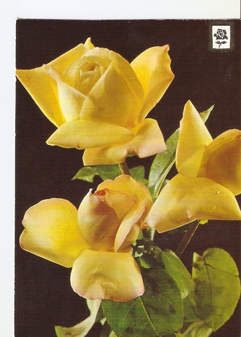 Postal 022396 : Flores
