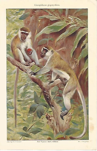 LAMINA ESPASA 2903: Cercopithecus pygerythrus
