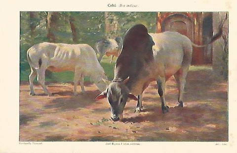 LAMINA ESPASA 2956: Cebu o Bos indicus