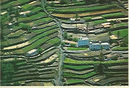 POSTAL 54930: LA GOMERA. Cultivos en bancales