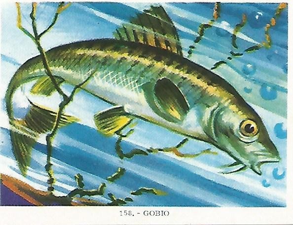 CROMO no  158. Gobio