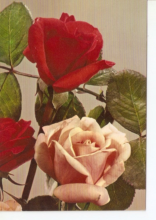 Postal 020020 : Rosas