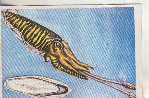 Cromos: Historia Natural numero 254