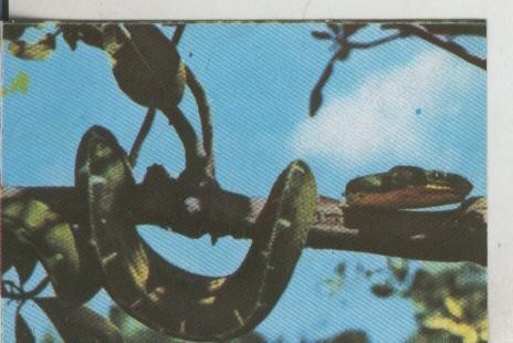 Cromos: La Naturaleza y sus maravillas numero 098
