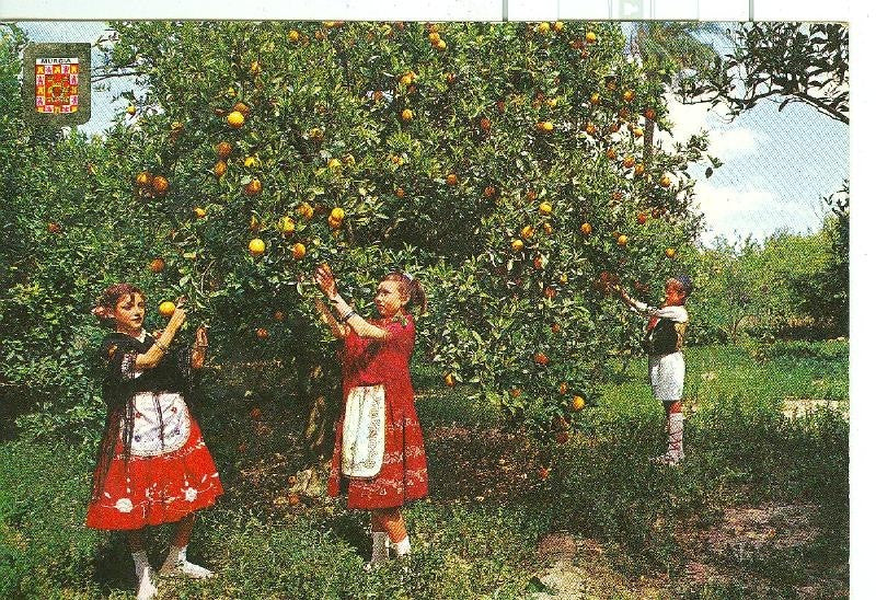 Postal 6474 : Huertas y naranjos, Murcia