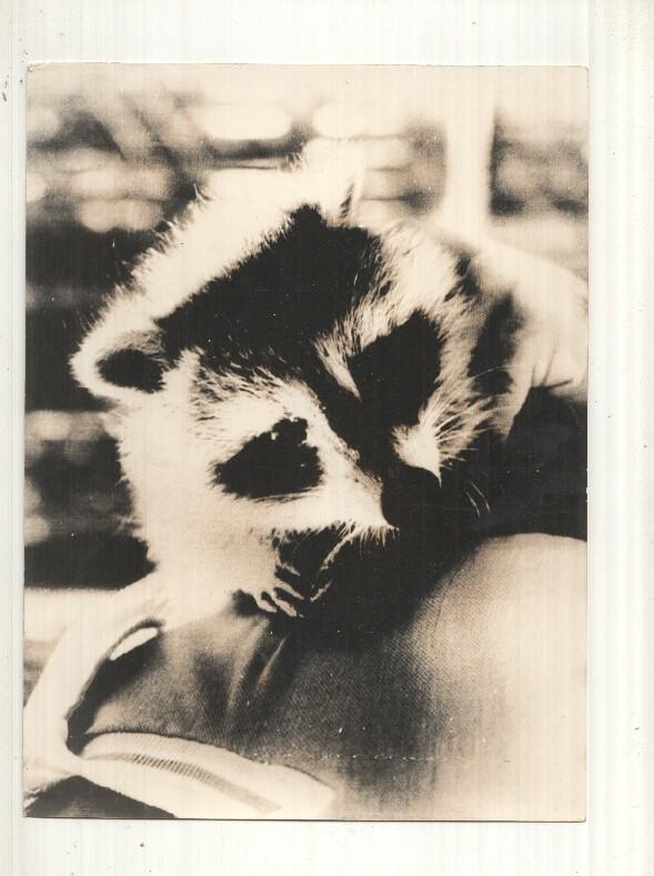 Foto prensa numero 037: El mapache Roni mascota juegos inviernos de Lake Placid