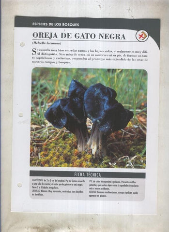 Bolets ficha 045: Oreja de gato negra (Helvella lacunosa)