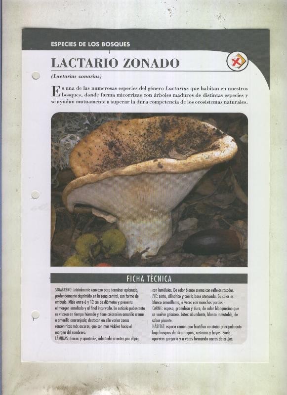 Bolets ficha 073: Lactario zonado (lactarius zonarius)