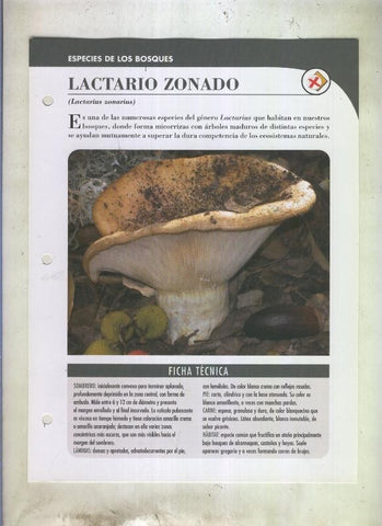 Bolets ficha 073: Lactario zonado (lactarius zonarius)