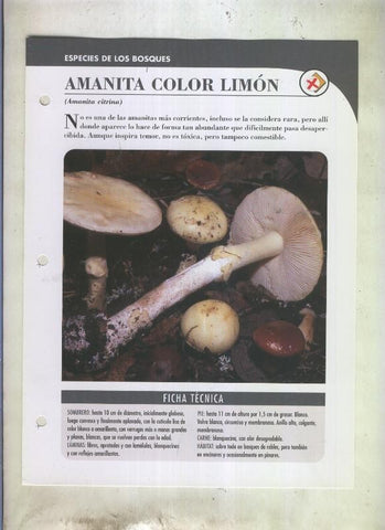 Bolets ficha 072: Amanita color limon (amanita citrina)