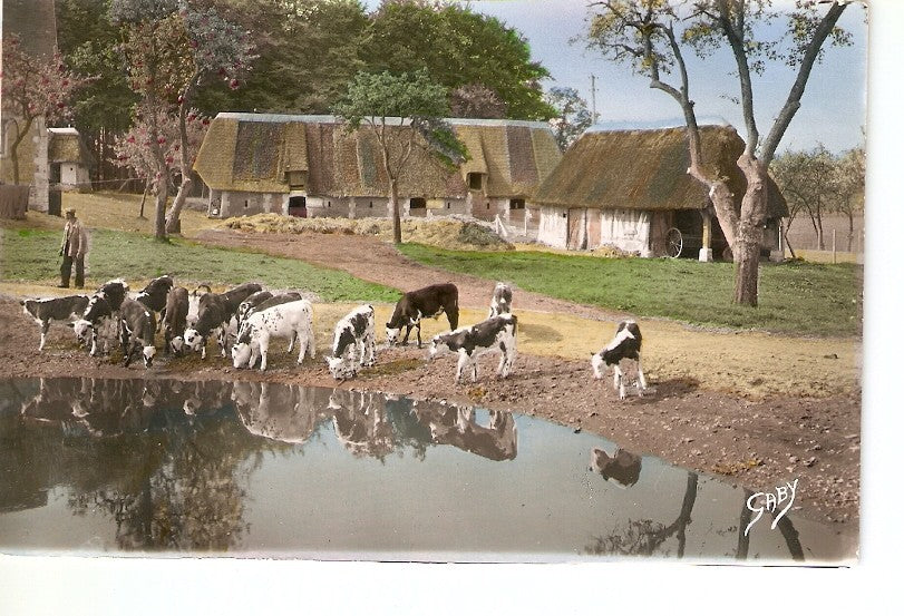 Postal 041672 : Manada de vacas