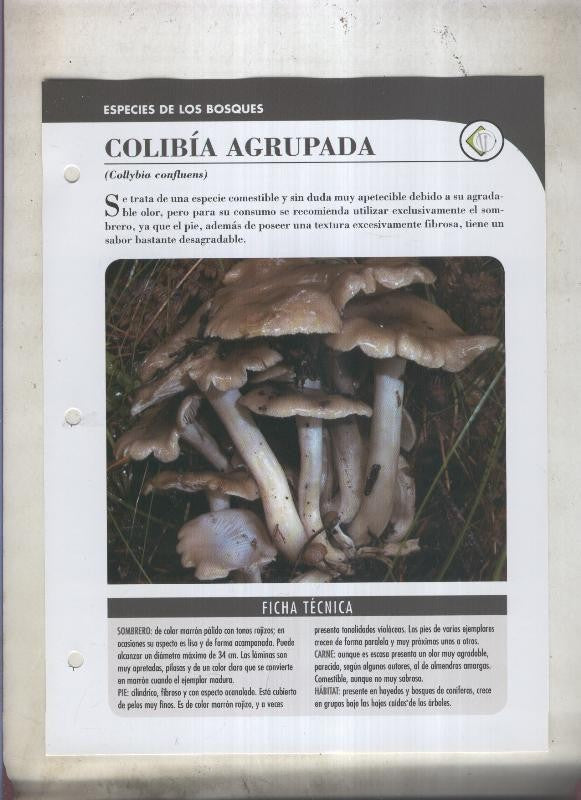 Bolets ficha 019: Colibia agrupada (Collybia confluens)