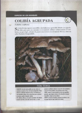 Bolets ficha 019: Colibia agrupada (Collybia confluens)