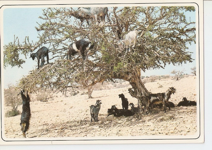 Postal 033847 : Maroc typique. Gorts at the arganier