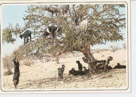 Postal 033847 : Maroc typique. Gorts at the arganier