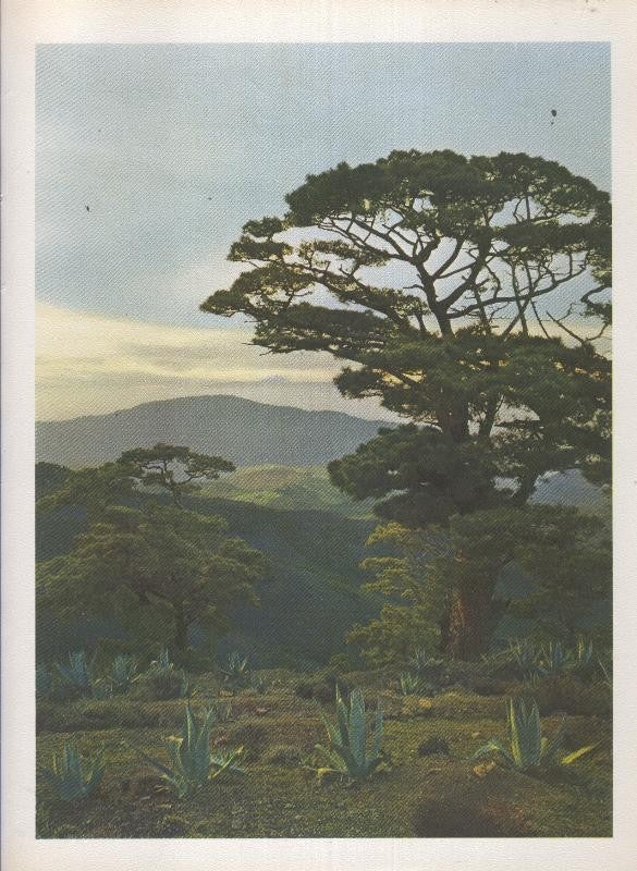 Gran Canaria: Lamina 25: Pinos de Galdar