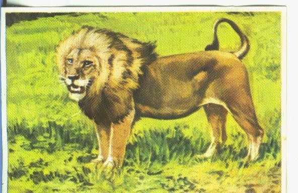 Cromos: Historia Natural numero 164