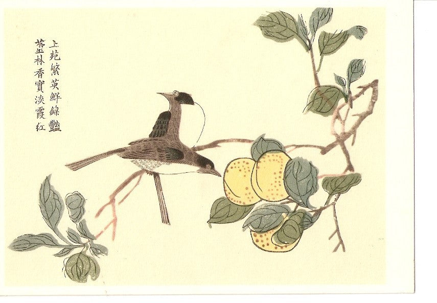 Postal 036587 : From the Mustard-Seed Garden Timalienvogel an Pfirsichfruchten