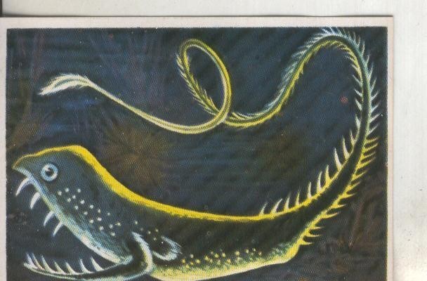 Cromos: Historia Natural numero 197