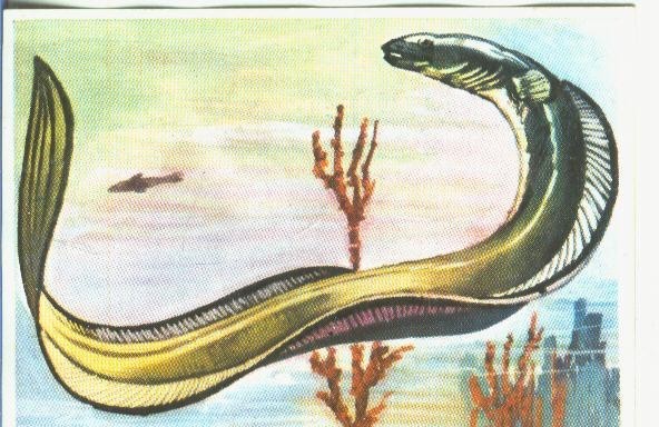 Cromos: Historia Natural numero 364