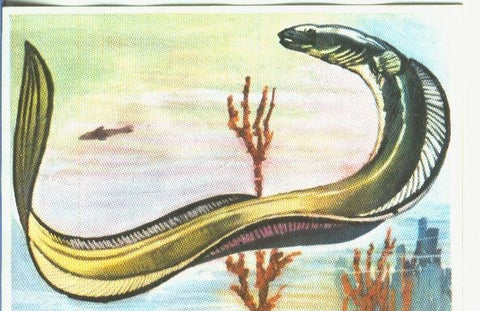 Cromos: Historia Natural numero 364
