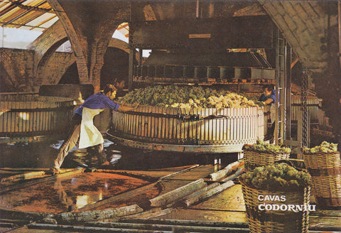 Postal 60849: Publicitaria Prensado de la uva. Cavas de Codorniu. 