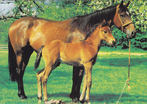 Postal 60944:  Foto de caballo y potro.