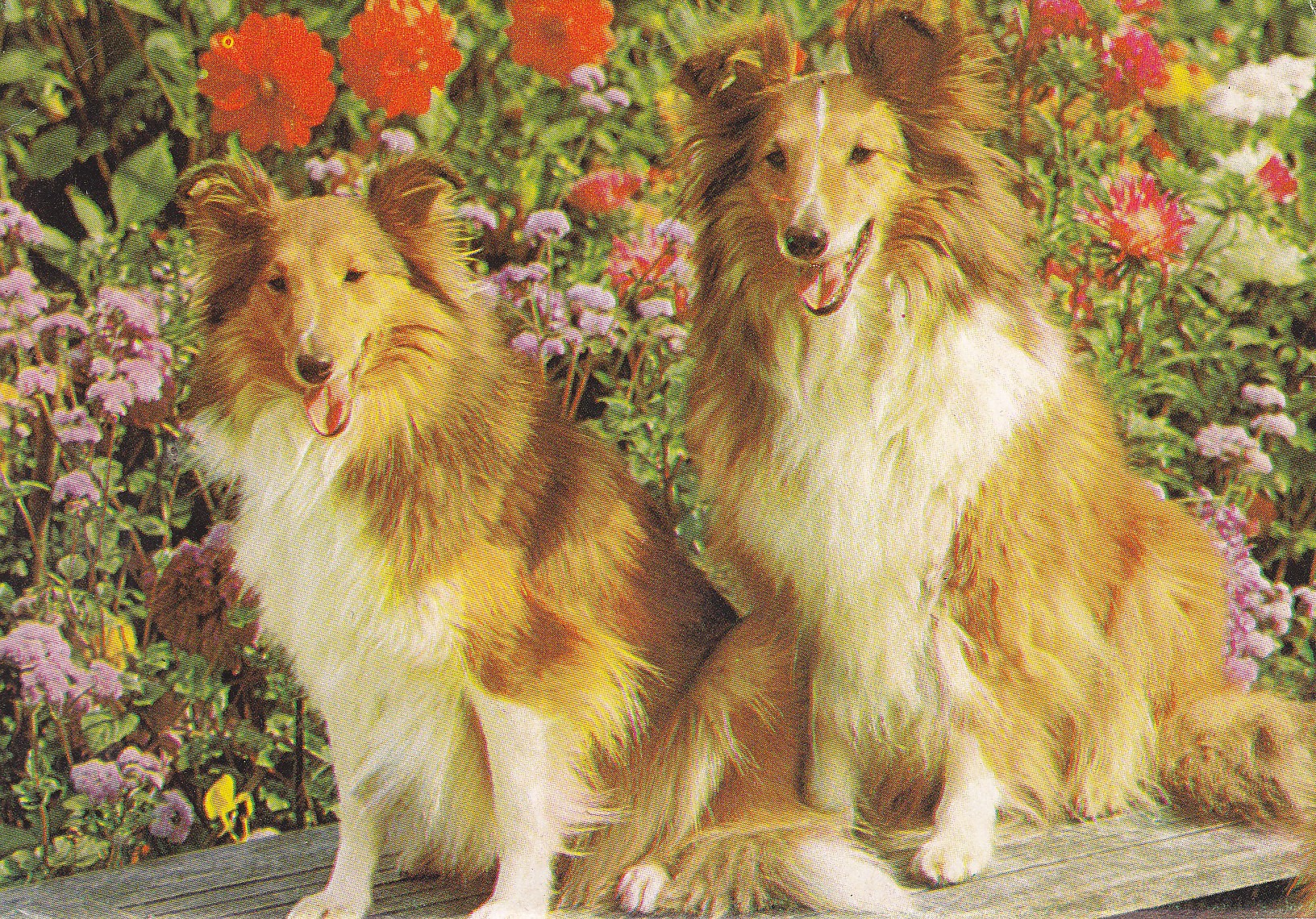 Postal 60945:  Foto de dos perros.