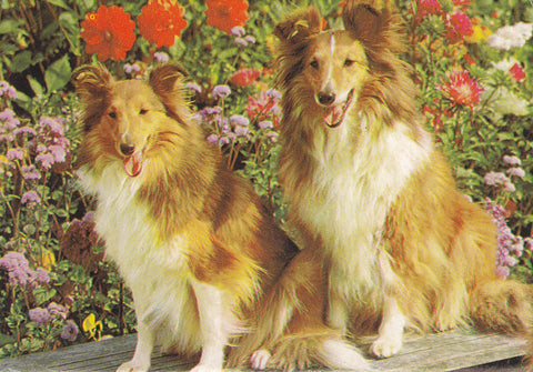 Postal 60945:  Foto de dos perros.