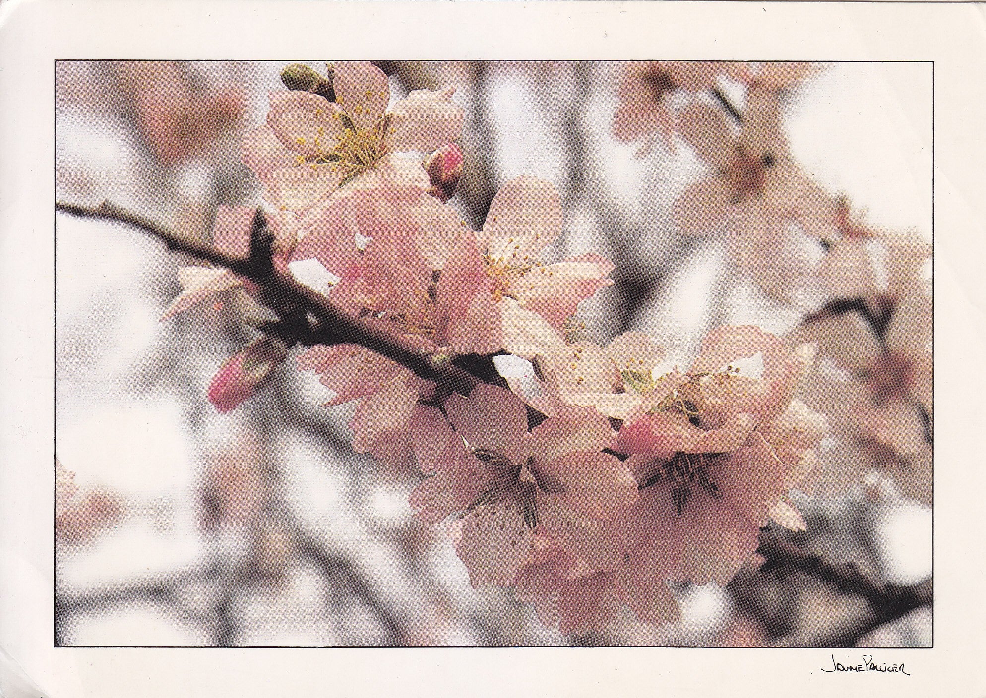 Postal 61045: Flor de almendro. Paises catalanes.