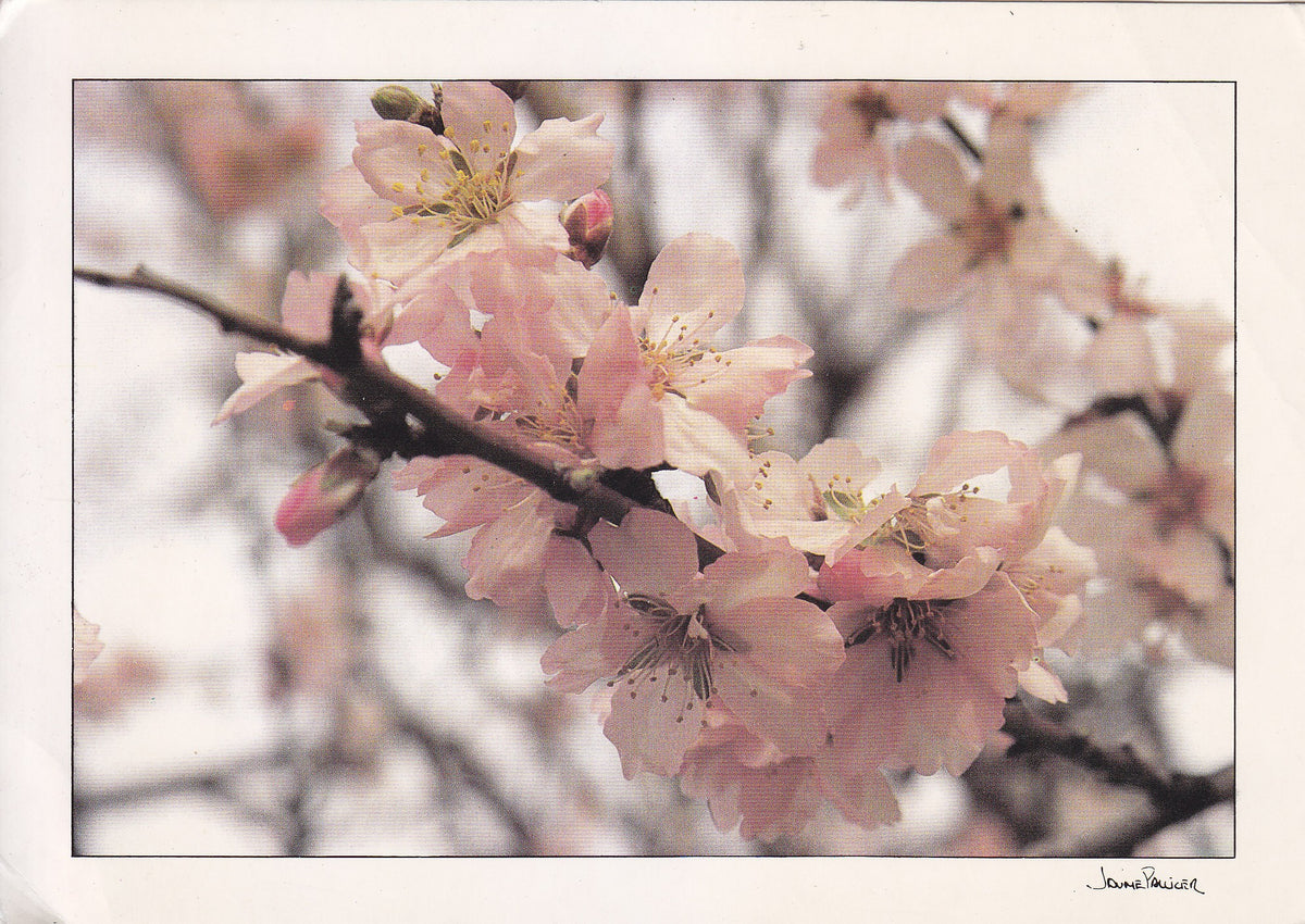 Postal 61045: Flor de almendro. Paises catalanes.