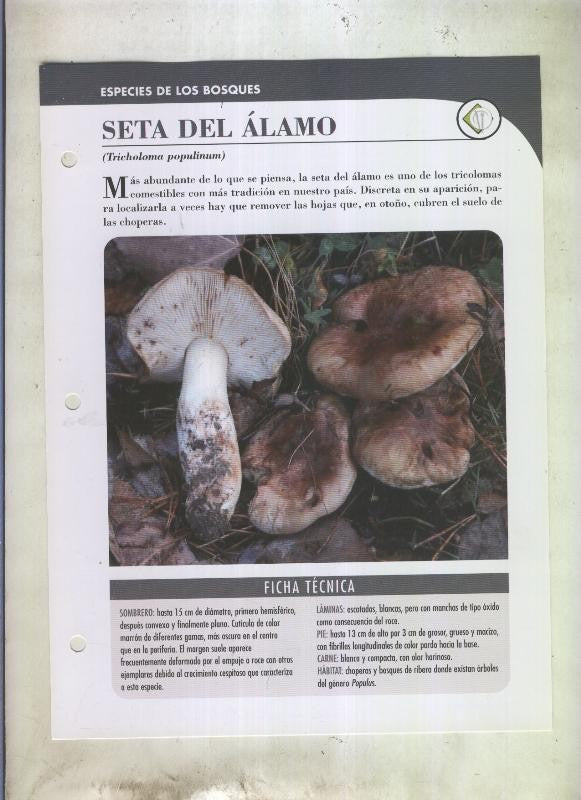 Bolets ficha 092: Seta del alamo (Tricholoma populinum)