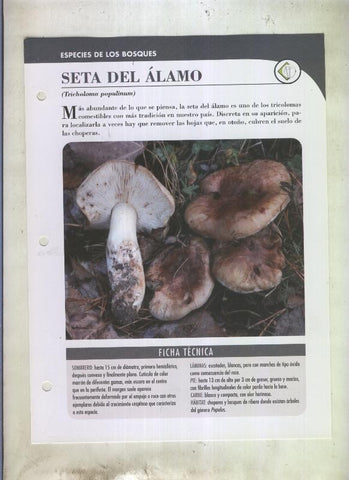 Bolets ficha 092: Seta del alamo (Tricholoma populinum)