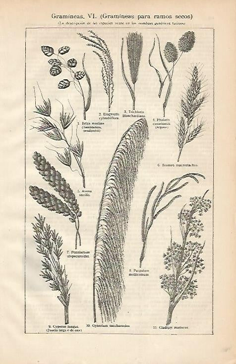 LAMINA ESPASA 2171: Gramineas para ramo secos