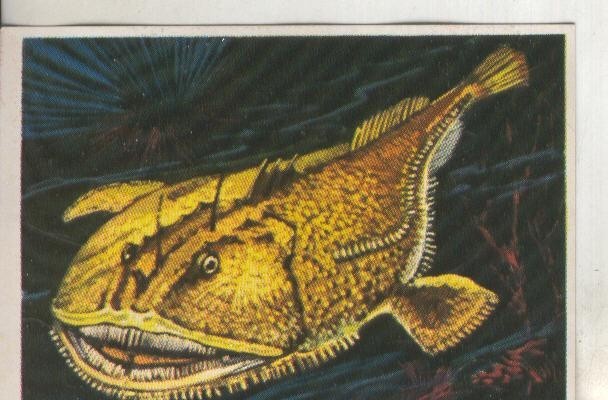 Cromos: Historia Natural numero 195