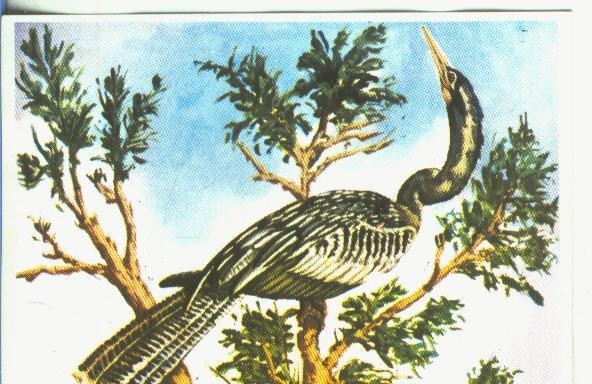 Cromos: Historia Natural numero 365