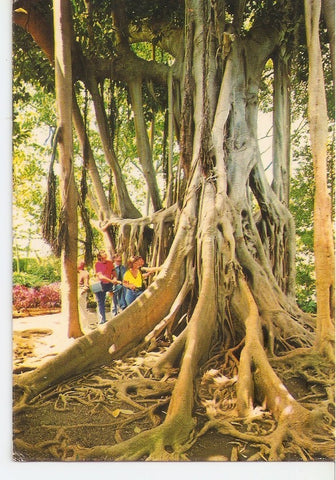 Postal 045359 : Puerto de la Cruz. Arol del caucho en el Jardin Botanico