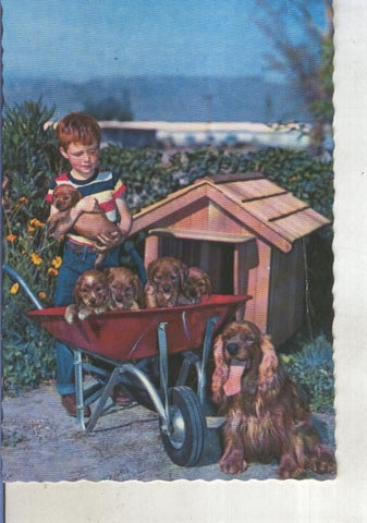 Postal 015292: Niño con camada de perros