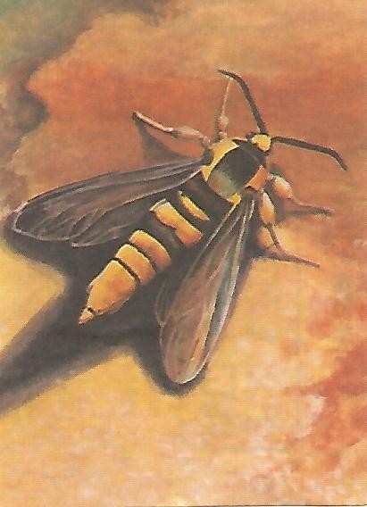 CROMO BIMBO - El Libro de las Adivinanzas no 229 - Mecanismos de defensa