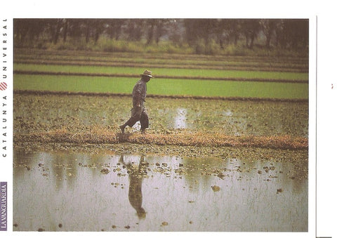 Postal 044571 : El Delta de lEbre. El verde incomparable de los campos de arroz