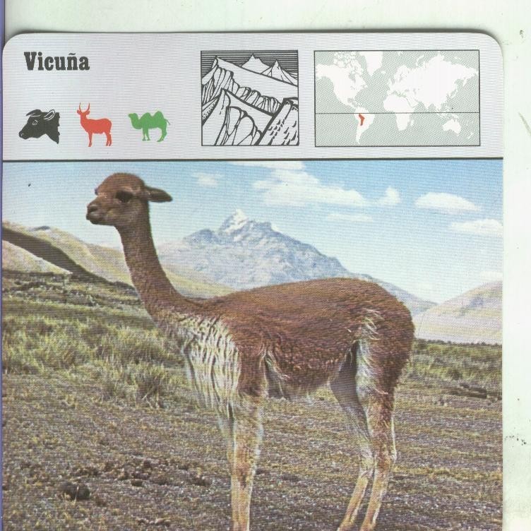 Postal: Ficha Sape Coleccionable: Vicuña
