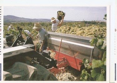 Postal 047795 : Vendimia en Sant Sadurni dAnoia. Lavanguardia Catalunya Universal
