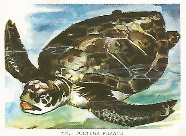 CROMO no  203. Tortuga franca