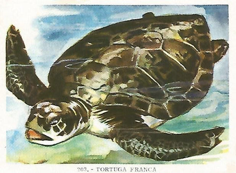CROMO no  203. Tortuga franca
