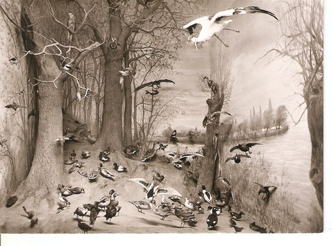 Postal 036538 : Hessisches Landesmuseum Darmstadt. Zoologische Abteilung