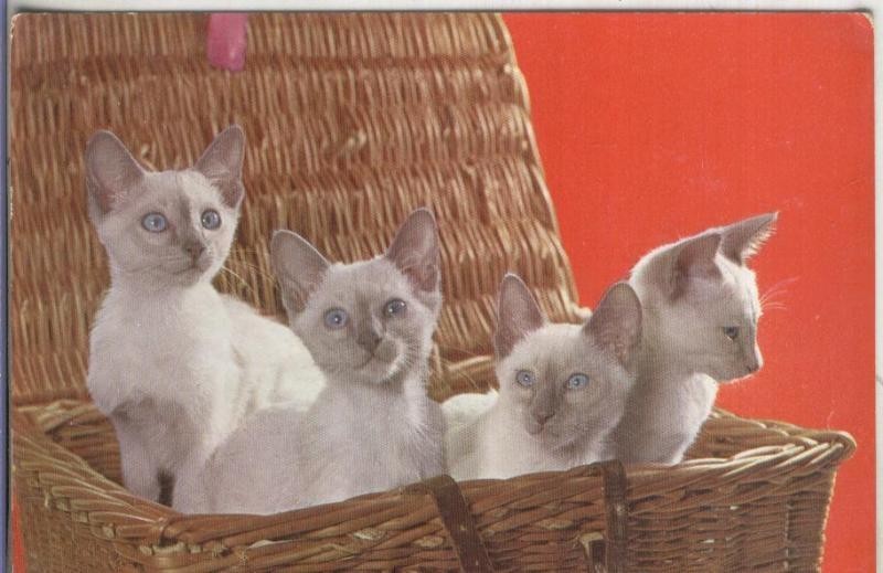 Postal 003386: Gatitos