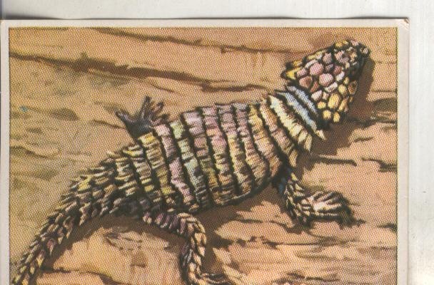 Cromos: Historia Natural numero 115