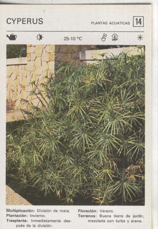 Postal-Ficha Jardineria numero 14: Cyperus