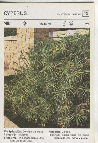 Postal-Ficha Jardineria numero 14: Cyperus