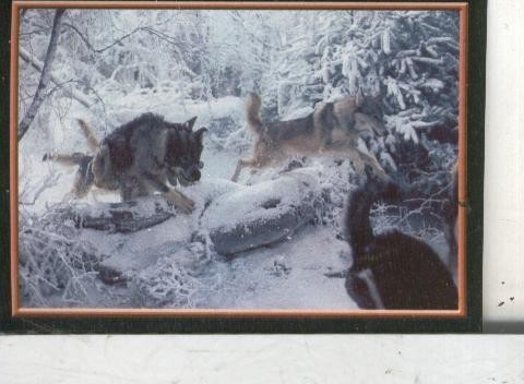 Cromos: Narnia numero 075